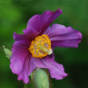 MECONOPSIS GRANDIS BURGUNDY seed image