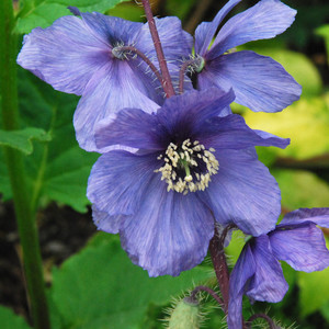 MECONOPSIS HORRIDULA seed image