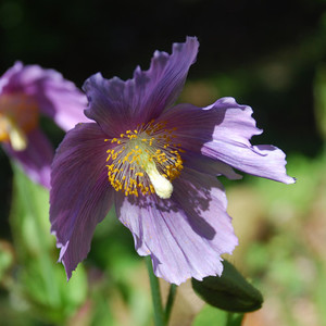 MECONOPSIS 'KEILLOUR VIOLET' seed image