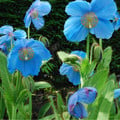 MECONOPSIS 'LINGHOLM' (EX GRANDIS) seed image