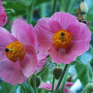 MECONOPSIS NAPAULENSIS 'PINKY' seed image