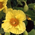 MECONOPSIS PANICULATA seed image