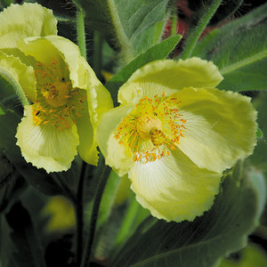MECONOPSIS PANICULATA (WILD FORM) seed image