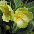 MECONOPSIS PANICULATA (WILD FORM) seed image