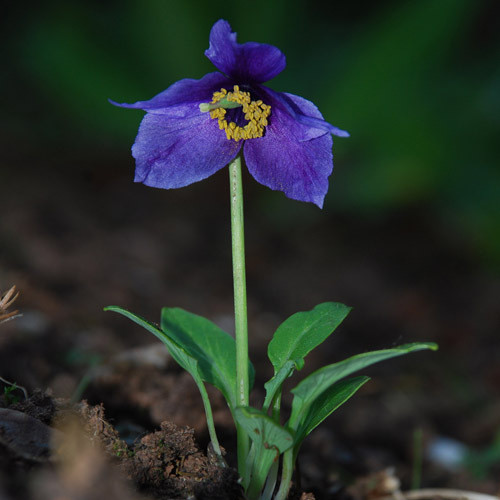 MECONOPSIS RACEMOSA seed image