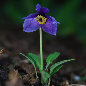 MECONOPSIS RACEMOSA seed image