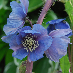 MECONOPSIS RUDIS seed image
