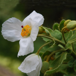 MECONOPSIS SUPERBA seed image
