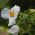 MECONOPSIS SUPERBA seed image