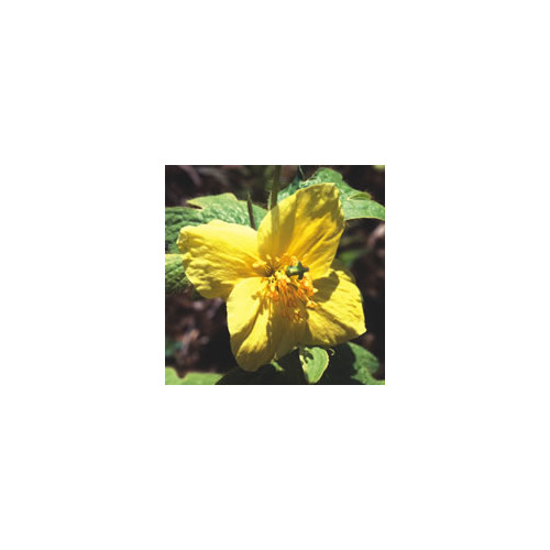 MECONOPSIS VILLOSA seed image