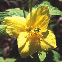 MECONOPSIS VILLOSA seed image