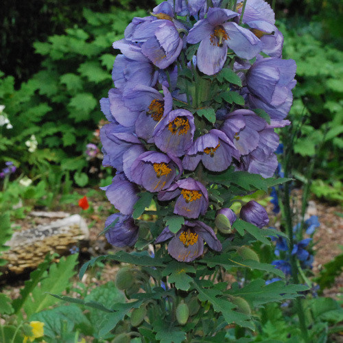 MECONOPSIS WILSONII seed image