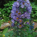 MECONOPSIS WILSONII seed image