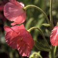 MECONOPSIS WYSIWYG seed image