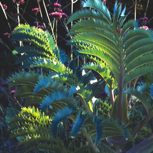 Melianthus major