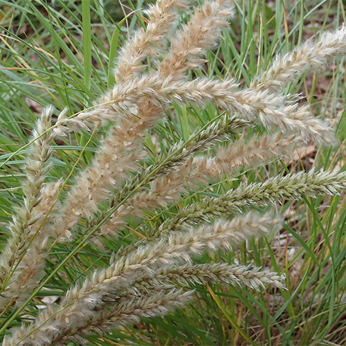 MELICA TAURICA seed image