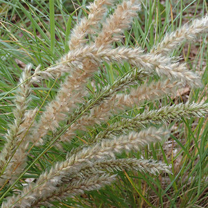 MELICA TAURICA seed image