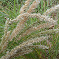 MELICA TAURICA seed image