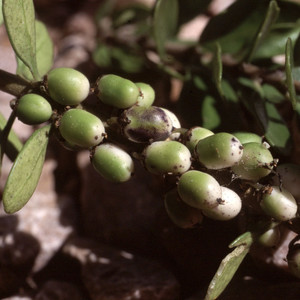 MELICYTUS ALPINUS seed image