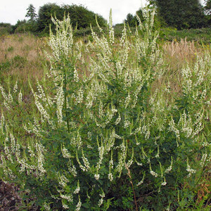 MELILOTUS OFFICINALIS subsp. ALBUS seed image