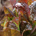 LETTUCE MERVEILLE DES QUATRE SAISONS seed image