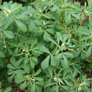 HERB METHI or FENUGREEK seed image