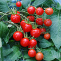 TOMATO MEXICO MIDGET seed image