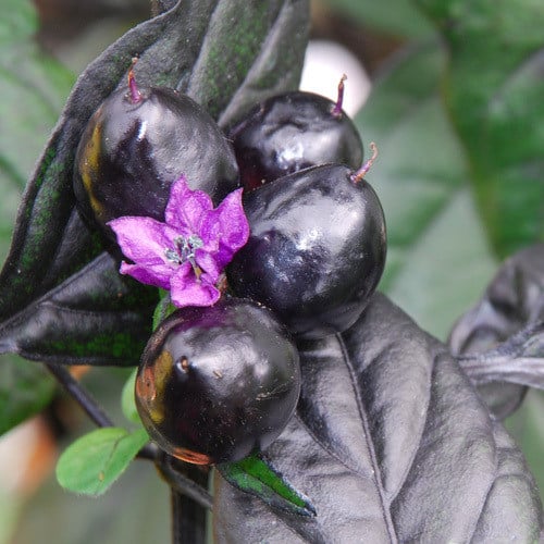 PEPPER MIDNIGHT PEARL BABIES seed image
