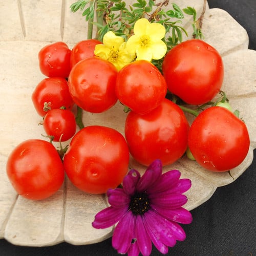 TOMATO MIEL DU MEXIQUE seed image