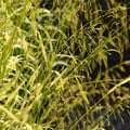 MILIUM EFFUSUM 'AUREUM' seed image