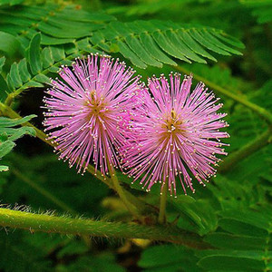 MIMOSA PUDICA seed image
