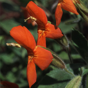 MIMULUS CARDINALIS seed image