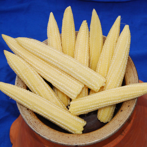 Minipop F1 Seeds Sweetcorn Plant World Seeds