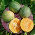 MELON MINNESOTA MIDGET seed image