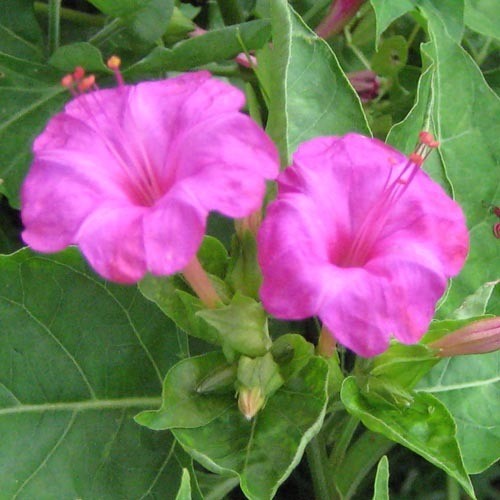 MIRABILIS JALAPA PINK seed image