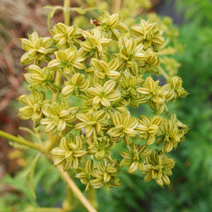 MOLOPOSPERMUM PELOPONNESIACUM seed image