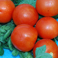 TOMATO MONEYMAKER seed image