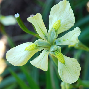 MORAEA ALTICOLA seed image