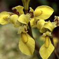 MORAEA HUTTONII seed image