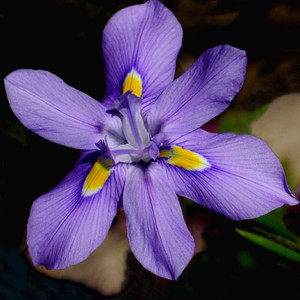 MORAEA POLYSTACHYA seed image