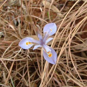 MORAEA STRICTA seed image