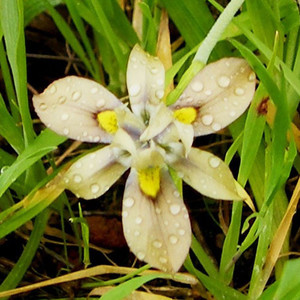 MORAEA VEGETA seed image