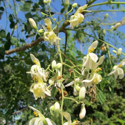 MORINGA PTERYGOSPERMA seed image
