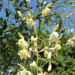 MORINGA PTERYGOSPERMA seed image