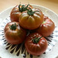 TOMATO MR BROWN seed image