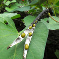 BEAN MUNG BEAN seed image