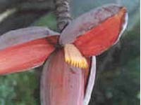 MUSA BALBISIANA seed image