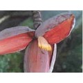 MUSA BALBISIANA seed image