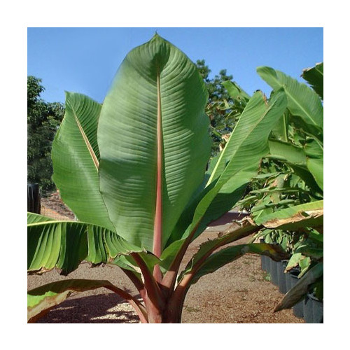 MUSA ENSETE GLAUCUM seed image