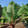 MUSA ENSETE GLAUCUM seed image